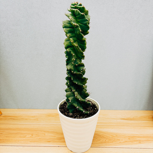 現品］【希少】サボテン セレウス ペルビアナス スピラリス 6号 観葉