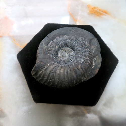 美しい化石標本◇ネパール産アンモナイトの化石／236グラム その他置物
