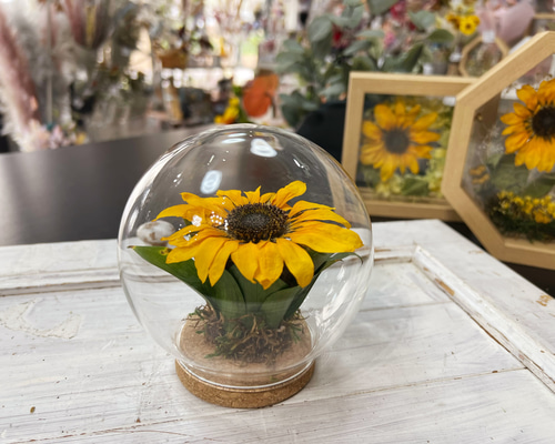 21158c972a12cef582094f73046d18