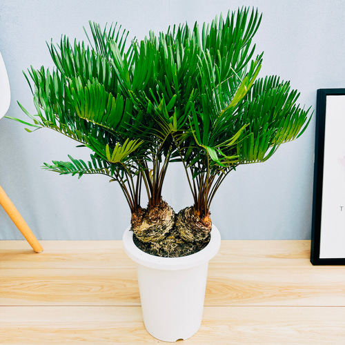 現品］ザミア フロリダーナ 7号 蘇轍 観葉植物 室内 レア 細葉