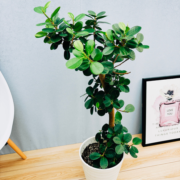 現品］【希少】パンダガジュマル 8号 観葉植物 室内 レア ゴムの木