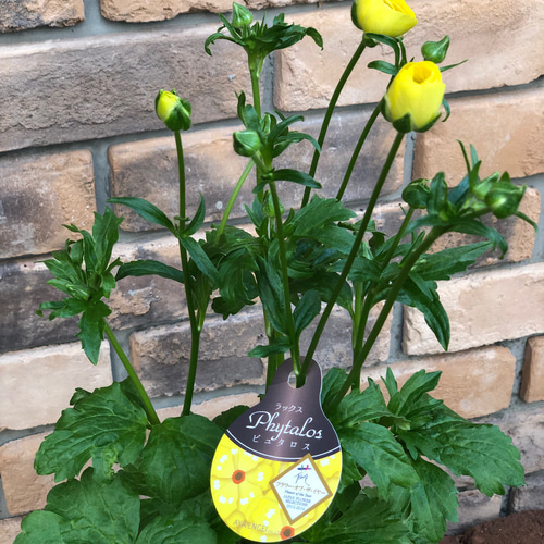 ラナンキュラス 「ラックス」今期初お目見え♡5号大苗 その他素材 Comu