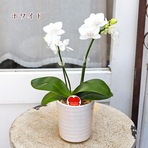 鉢花 ミニ 胡蝶蘭 コチョウラン リアン 2本立 陶器ポット