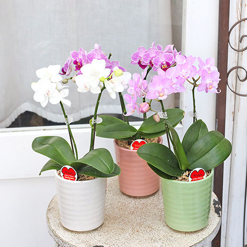 鉢花 ミニ 胡蝶蘭 コチョウラン リアン 2本立 陶器ポット