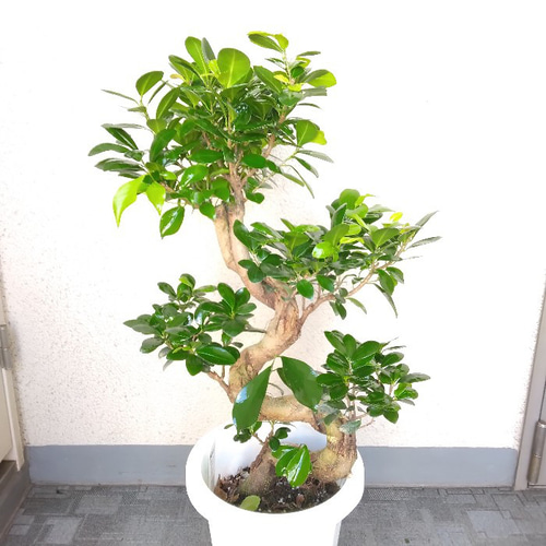 現品】ガジュマル 昇り龍仕立 珍しい樹形 S字樹形 8号鉢 高さ85◎ 縁起