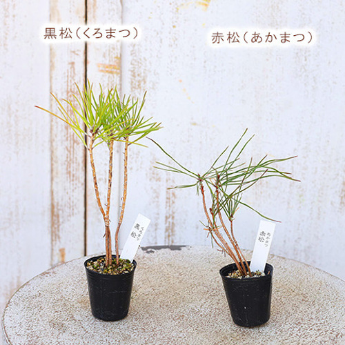 2苗セット 草花苗 山野草 1号 盆栽 ミニ 育てやすい 寄せ植え 和風