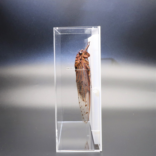 驚大蝉◇テイオウゼミ◇ アクリルフレーム 昆虫の標本 その他アート