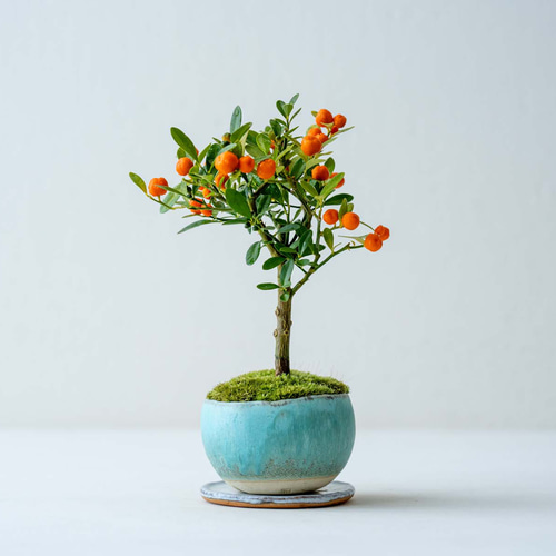 キンズ（金豆）｜青緑のうつわ 盆栽 Sekibokka 通販 17146913｜Creema