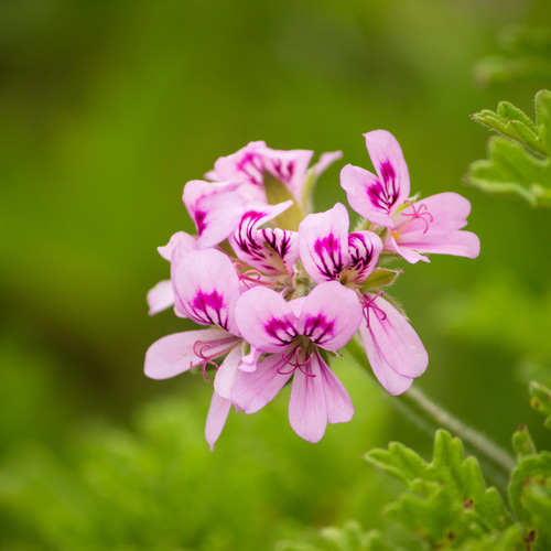 ローズゼラニウム オーガニック 5ml】高品質 エッセンシャルオイル