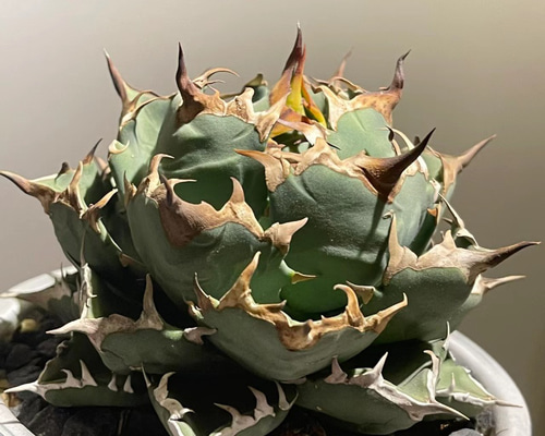 7dedb7f4770e44d4121b5551570e05