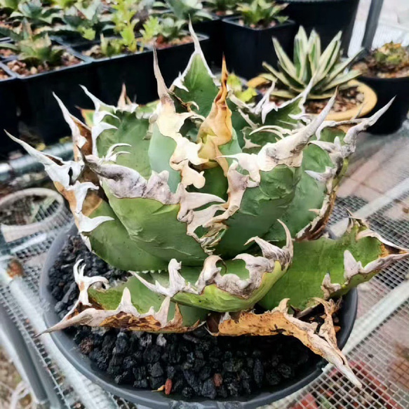 2厳選中株 アガベ チタノタ レッドキャットウィーズル Red catweezle