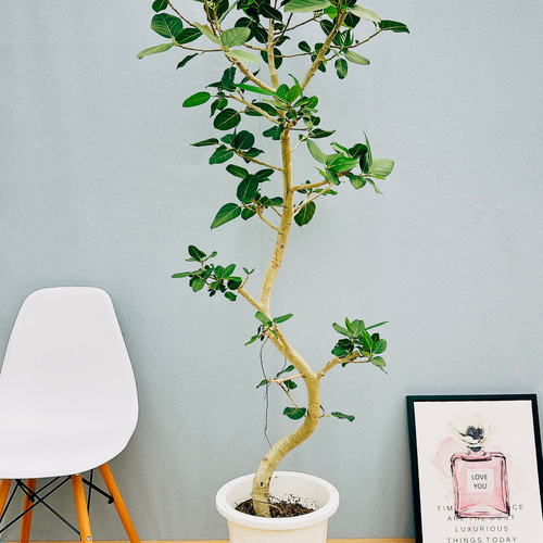 現品］特大！ フィカス ベンガレンシス 曲がり 10号 観葉植物 室内