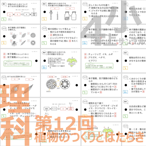 中学受験 暗記カード【4年生向け 理科 上 生物セット】 組分けテスト