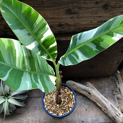 斑入りバナナ♡ ムサ アエアエ(Musa Aeae) 斑入りバナナ アート