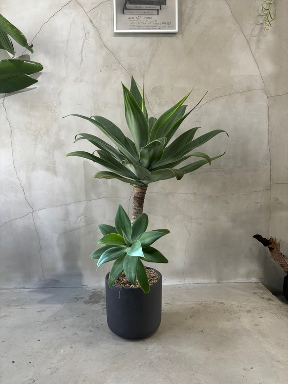 アガベ・アテナータ 送料無料 鉢こみ 一輪挿し・花瓶・花器 __@