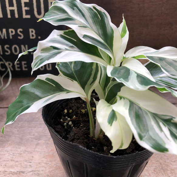 ホワイトフュージョン♡希少♡カラテア♡斑入り♡観葉植物♡ アート