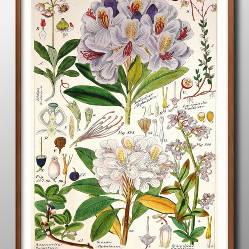 13658□ポスター アート 絵画『植物図鑑 花 ビンテージ』北欧 A3