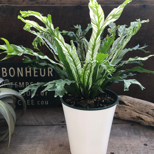 アスプレニウム♡ ニダス♡バリエガータ♡斑入り♡4号ポット アート