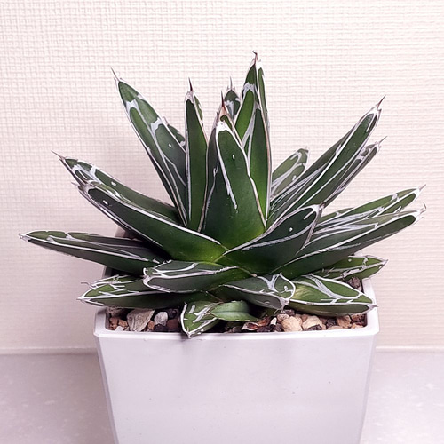 笹の雪 (子株付き)【アガベ 多肉植物】(3) 多肉植物 エケベリアSKETCH