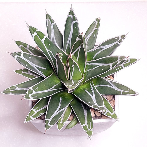 笹の雪 (子株付き)【アガベ 多肉植物】(3) 多肉植物 エケベリアSKETCH