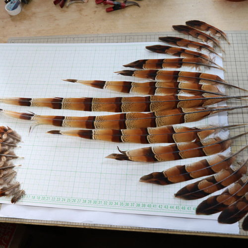 エゾ・ヤマドリの尾羽 五番目 ⑤フライマテリアル・インテリア等