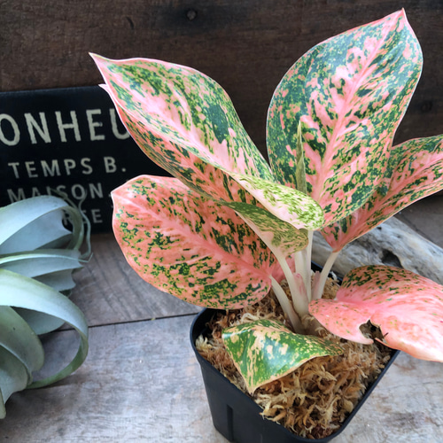 オレンジスターダスト♡アグラオネマ♡観葉植物♡レア品種 アート