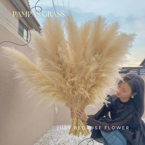 2本セット】最安値 特大 XLサイズ パンパスグラス パンパス ドライ