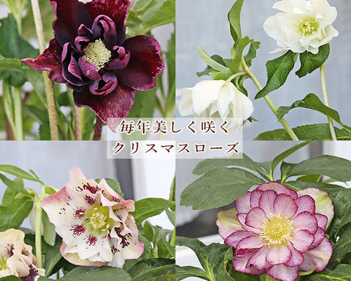 まさまる クリスマスローズ 八重咲き ダブル エレン 5号 6鉢セット
