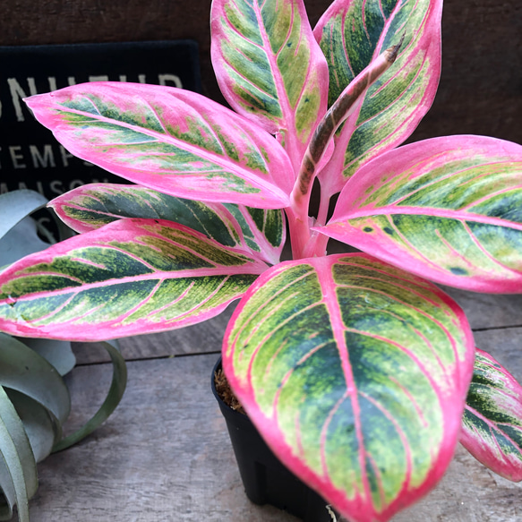 アグラオネマ ロータス デライト「Aglaonema Lotus Delight」♡大