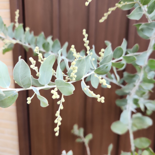 花芽付き パールアカシア ポット苗w ミモザ苗 オージープランツ 盆栽