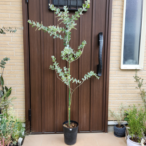 花芽付き パールアカシア ポット苗w ミモザ苗 オージープランツ 盆栽