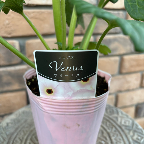 花苗＊ラナンキュラス ラックス 8種4号 新品種も♡お値下げしました