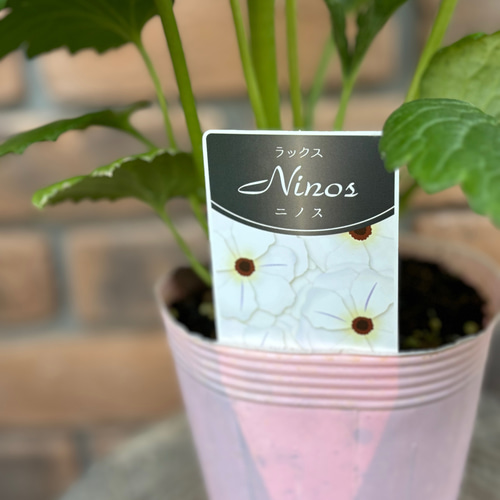 花苗＊ラナンキュラス ラックス 8種4号 新品種も♡お値下げしました