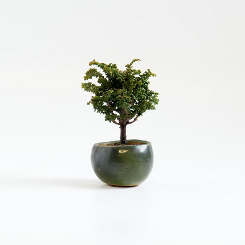 石化桧（せっかひのき）小品盆栽 盆栽 石井盆栽 通販 18091445｜Creema