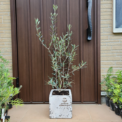 大きめ♪オリーブの木 エルグレコ スクエア型テラコッタ鉢植え 苗