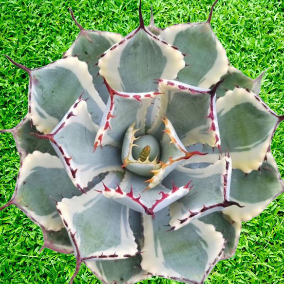 大株アガベ 吉祥冠錦 黄覆輪 特美株 激レア高級多肉植物 狂強刺し 極上