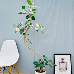 2284d71d8e31677a04a073ffd33b53