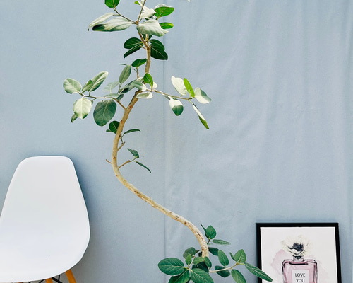 2284d71d8e31677a04a073ffd33b53