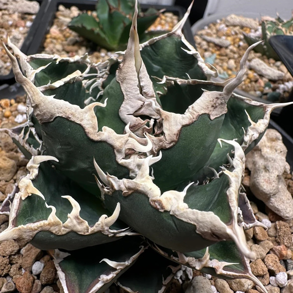 2厳選 アガベ チタノタ 狼人 極上子株 強棘 狂棘 激レア高級品種 多肉