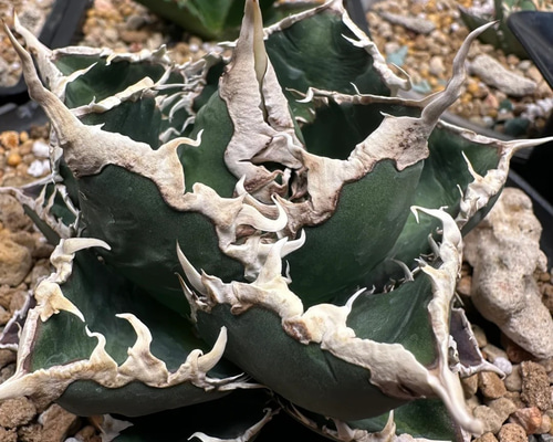 2厳選 アガベ チタノタ 狼人 極上子株 強棘 狂棘 激レア高級品種 多肉