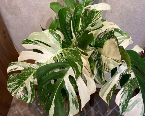 94969c6b24cf488f1de294692d131f