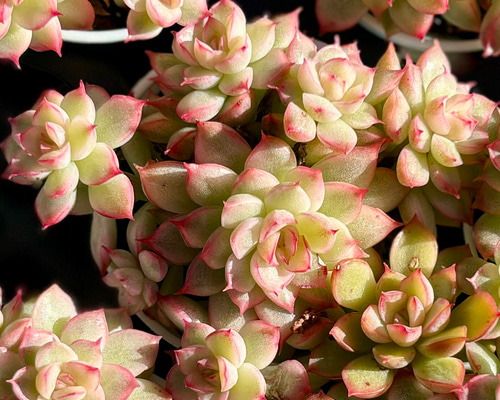 a1bf5c117114d930f6a396fd6a752e