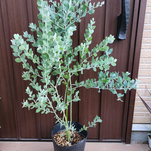 ボリューム大苗 パールアカシア ポット苗K ミモザ 苗 オージープランツ