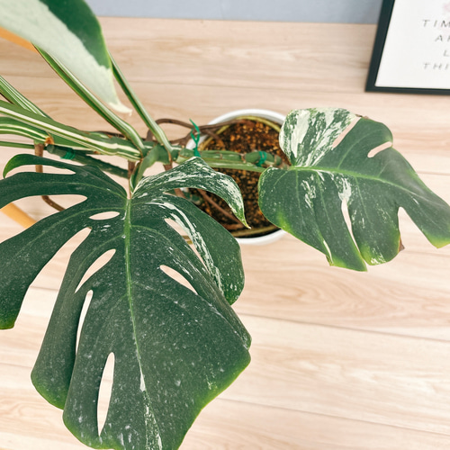 現品］【希少】R モンステラ ボルシギアナ 7号 白 斑入り 観葉植物