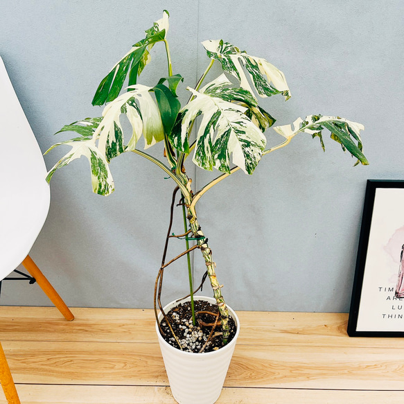 現品］【希少】28番 モンステラ ボルシギアナ 7号 白 斑入り 観葉植物