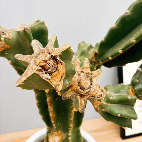 現品］1番 柱サボテン 鬼面角 ブランチ 10号 観葉植物 室内 大型