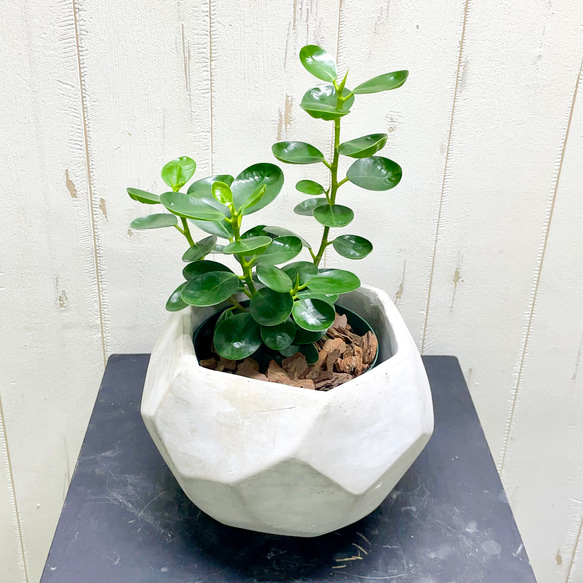 枝分かれ株 ガジュマル小パンダ コパンダガジュマル その他インテリア