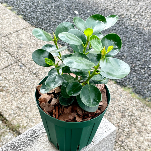 枝分かれ株 ガジュマル小パンダ コパンダガジュマル その他インテリア