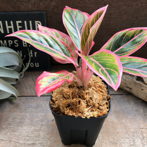 アグラオネマ ロータス デライト「Aglaonema Lotus Delight」 観葉植物