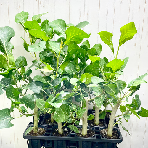 レア種 朴仕立て フィカス クリシュナボダイジュ その他インテリア雑貨